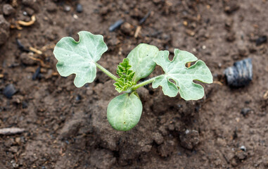 A small plant is growing in the dirt