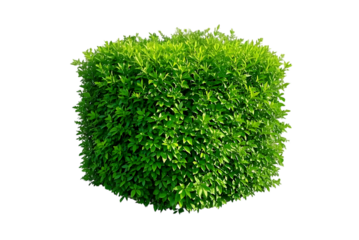 green grass isolated on white or tranparent background