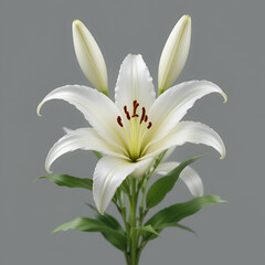 Fototapeta premium beautiful flowers