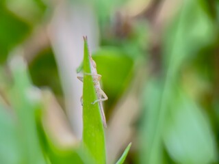 “Camouflaged Grasshopper Clinging to a Green Blade of Grass in a Natural Habitat”