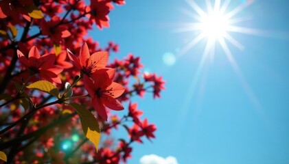 Fototapeta premium Full sun Mandarintree flowers against a bright blue sky, Natural, Forest, Blue sky