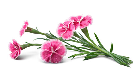 Obraz premium Dianthus flowers