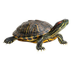 Obraz premium Realistic Turtle with Detailed Shell Texture High Resolution On Transparent Background 