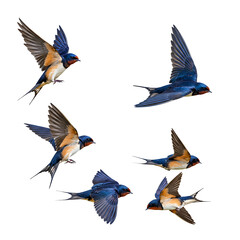 Fototapeta premium Swallows in Flight with Spread Wings On Transparent Background 