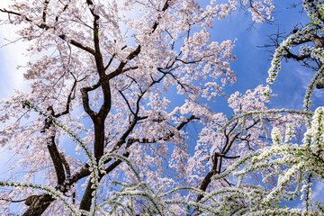 京都府　原谷苑の桜風景
