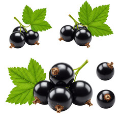 Black Currants with Glossy Berries and Green Leaves On Transparent Background
