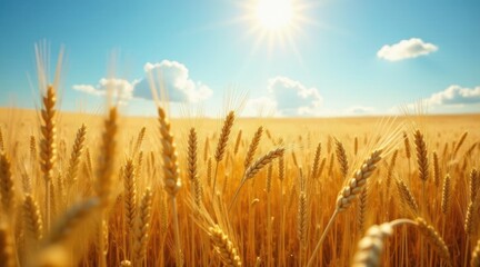 Obraz premium Golden Wheat Field Under a Summer Sun A Serene Landscape of Ripening Grains