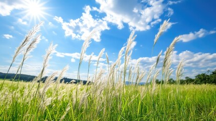 Fototapeta premium Bright Blue Sky with Soft White Grass Under Shining Sunlight