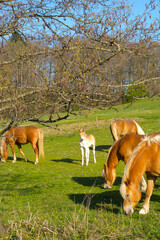 Haflinger, Pferde auf der Weide