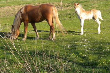 Haflinger, Pferde auf der Weide