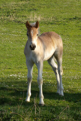 Obraz premium Haflinger, Pferde auf der Weide