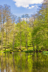 Lush green trees at a river with water reflections a sunny day