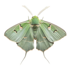 Naklejka premium Green Moth on White Background on transparent background.