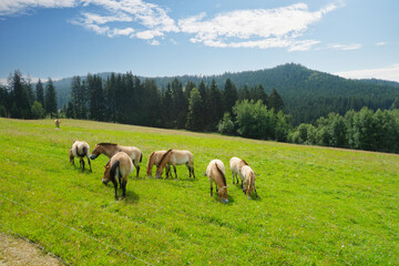 Obraz premium Przewalski-Pferd, Equus przewalskii, Pferde auf der Weide