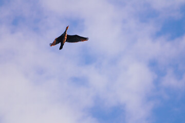 A bird soaring in the sky with its wings fully extended