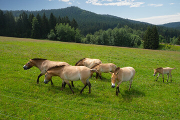 Przewalski-Pferd, Equus przewalskii, Pferde auf der Weide
