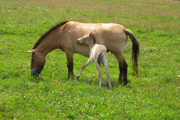 Fototapeta premium Przewalski-Pferd, Equus przewalskii, Stute, Fohlen