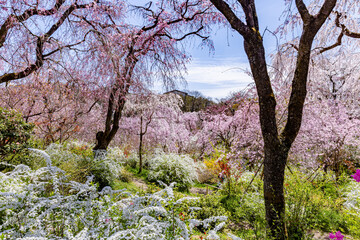 京都府　原谷苑の桜風景
