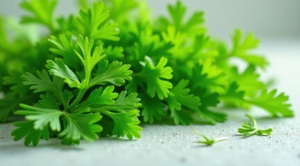 Fototapeta premium Vibrant Green Herb Sprigs on a Light Gray Surface, Fresh and Delicate Foliage, Ideal for Culinary or Health Applications