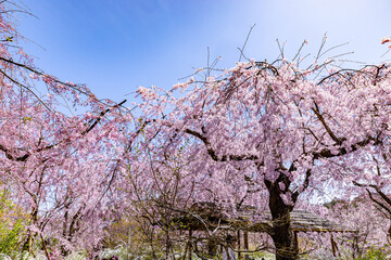 京都府　原谷苑の桜風景
