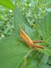 insect, nature, macro, green