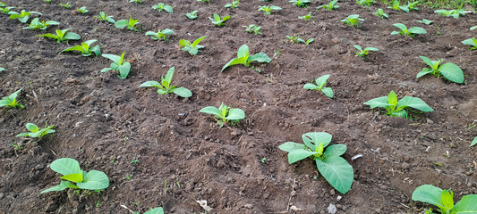 Tobacco plant growing in the field	

