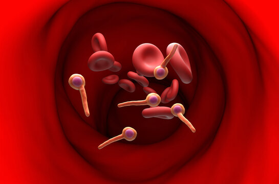 Clostridium Tetani Bacteria (tetanus neurotoxin) - 3d illustration section view