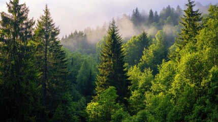 Lush Green Forest with Mist in Morning Light and Scenic Landscape
