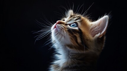 Obraz premium Close-up of a fluffy tabby kitten with blue eyes looking upwards against a dark background. Adorable pet and innocence concept