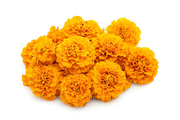 Top View Marigold or Calendula Flower Isolated on White Background, Generative AI Illustration