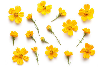 Top View Marigold or Calendula Flower Isolated on White Background, Generative AI Illustration