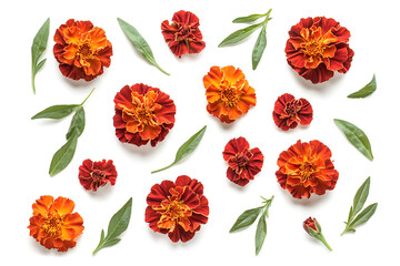 Top View Marigold or Calendula Flower Isolated on White Background, Generative AI Illustration