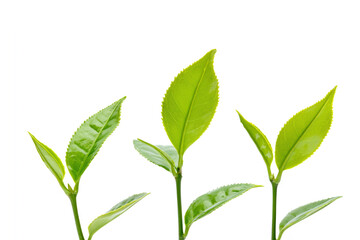 Fresh Young Green Tea Leaves isolated on White Background, Generative AI Illustration