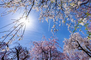 京都府　原谷苑の桜風景
