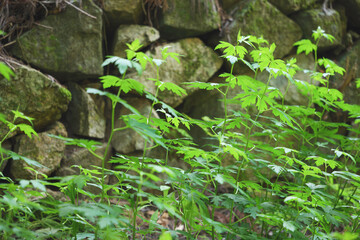 Aconite, a plant famous for its deadly poison