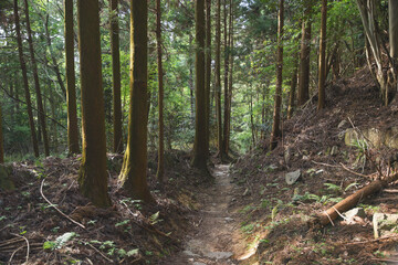 Beautiful forest through the trees, summer scenery
