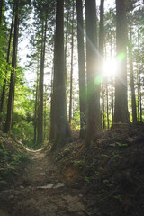 Obraz premium Beautiful forest through the trees, summer scenery