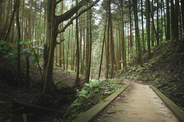 Obraz premium Beautiful forest through the trees, summer scenery