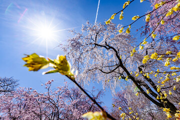京都府　原谷苑の桜風景
