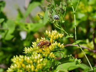 Yellow sedum flower buds and honeybee
