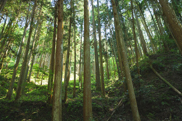 Beautiful forest through the trees, summer scenery
