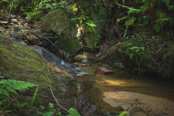 Water Stream in a Lush Forest with Fern	