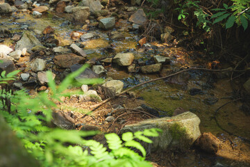 Water Stream in a Lush Forest with Fern	