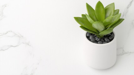 Obraz premium Minimalist succulent in white pot on marble. Use for desktop wallpaper, home decor catalog, interior design