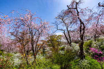 京都府　原谷苑の桜風景
