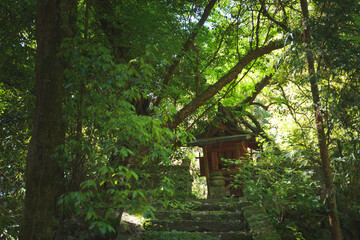 old Japanese small abandon shinto shrine with green forest	
