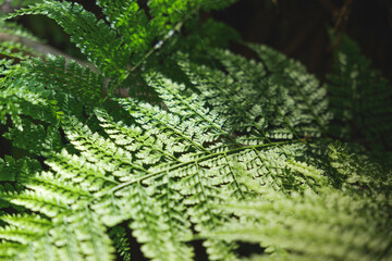 Forest, sunlight through trees, green ferns