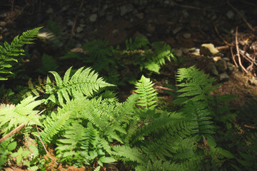 Forest, sunlight through trees, green ferns