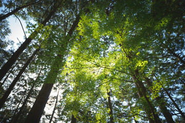 Green tree leaves in summer sunlight