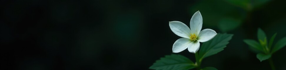 Fototapeta premium Delicate white star leaf flower on a dark background, white star leaf, isolated